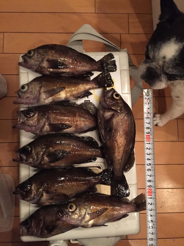 釣果,メバル,大漁,良型メバル,大阪,貝塚,メバリング
